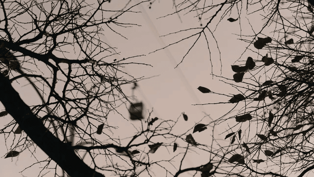 Bare branches with few leaves against sky