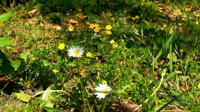 Wild flowers blooming in a sunlit green field