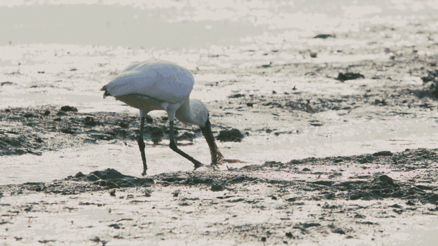 갯벌 해안에서 먹이를 찾는 흰 저어새