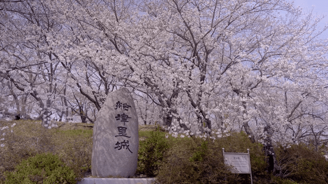 Cherry blossoms surrounding a stone monument