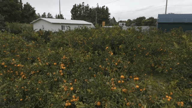 잘 익은 과일이 달린 귤나무