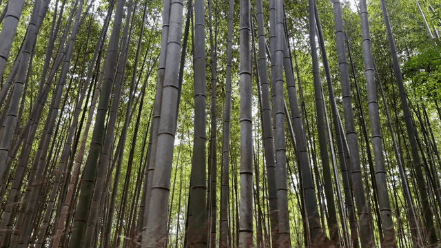 Quiet forest with tall bamboo