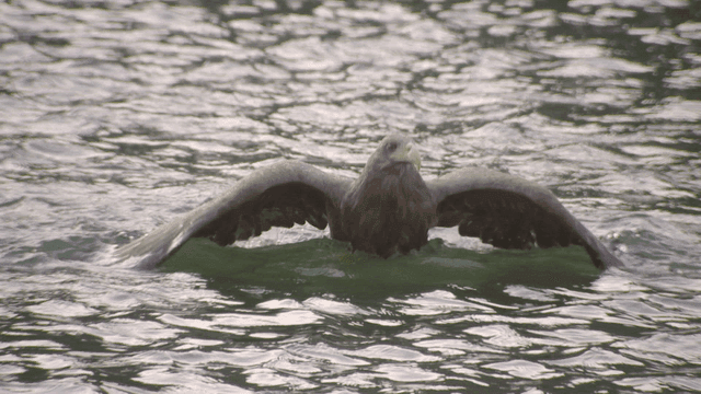 Eagle swimming on a calm water surface