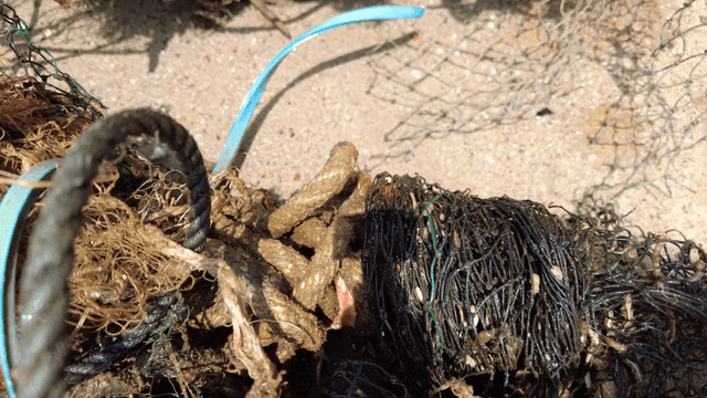 Abandoned fishing nets and marine life