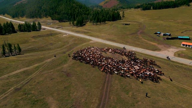 Herding Horses Across Vast Grasslands