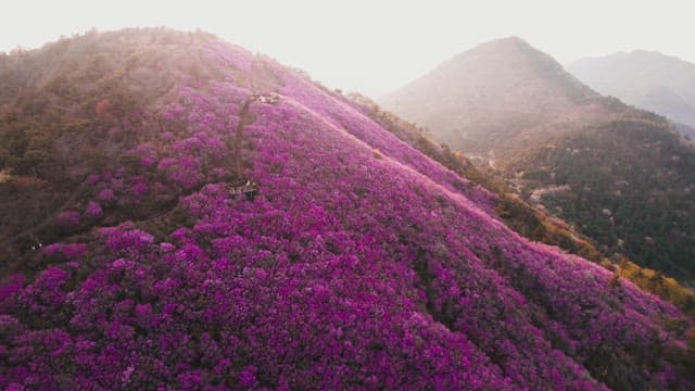 Cheonjusan Mountain with Blooming Pink Azalea Flowers