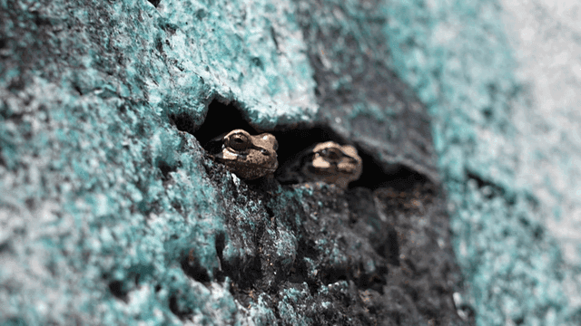 Two frogs peeking from a wall crevice