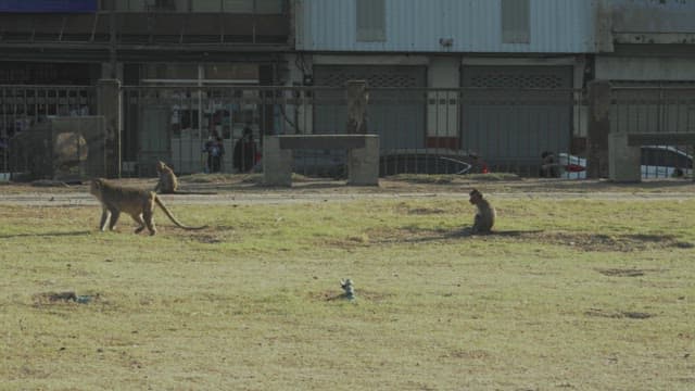 Monkeys Roaming in an Park Next to the Street with Cars