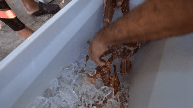 얼음이 가득한 쿨러에 게를 넣는 장면