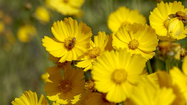 Bee Sitting on a Yellow Flower