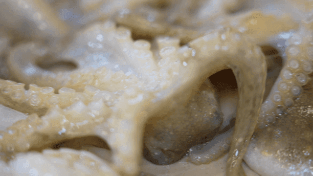 Close-up of fresh octopus tentacles