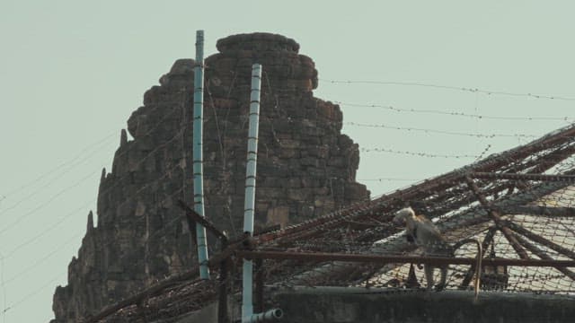 오래된 철조망 위에 올려진 죽은 원숭이