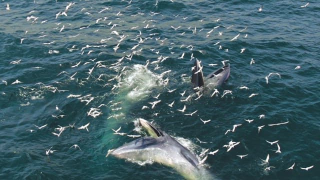 새들이 날아다니는 바다에서 먹이사냥을 하는 고래