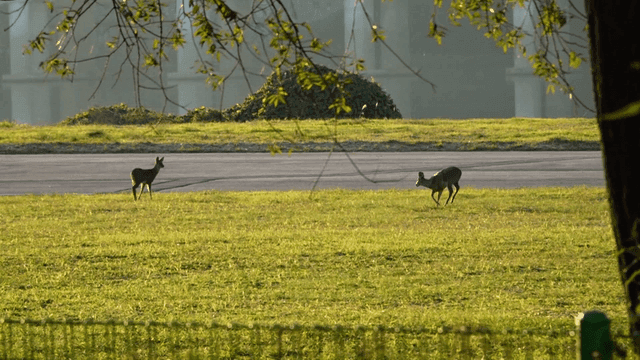 햇살이 비치는 강가 공원 뛰노는 고라니