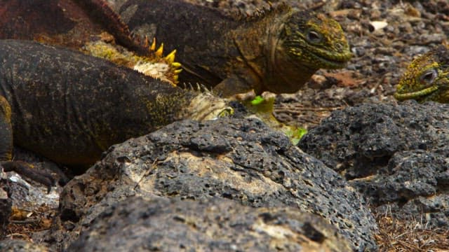 Land Iguanas Clustering Around Cactus