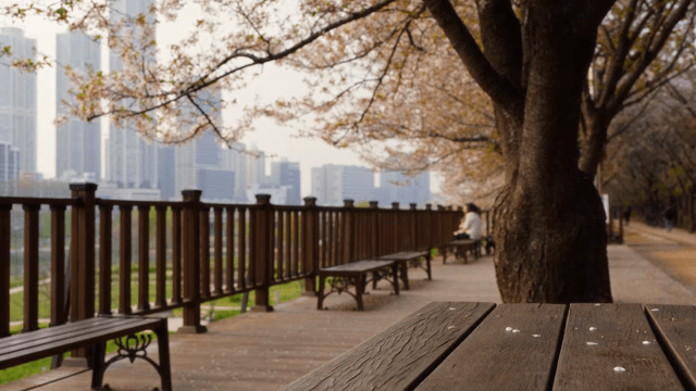 Cherry blossoms along a city walkway