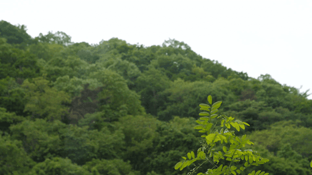 비 오는 날의 울창한 녹색 숲