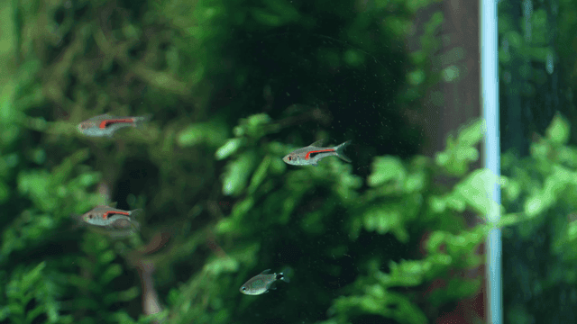 Colorful fish swimming in aquarium
