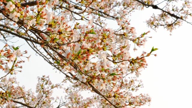 Cherry blossoms in full bloom on branches