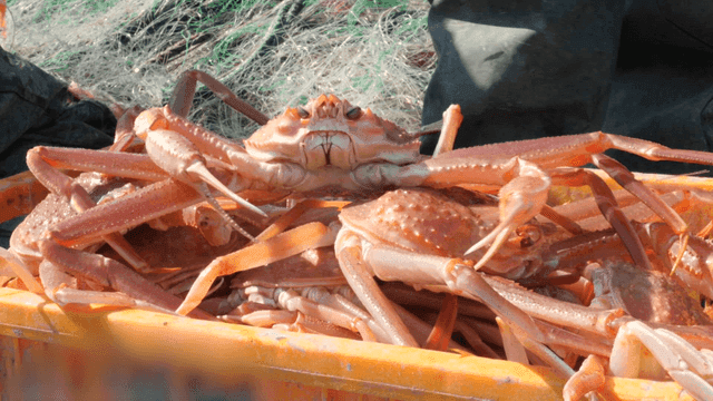 어망과 함께 바구니에 담긴 게