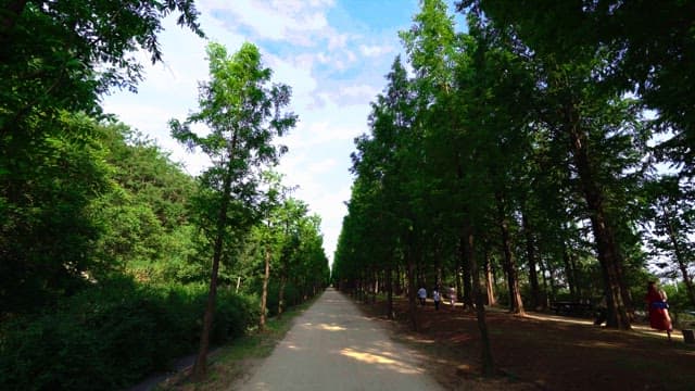 Tranquil walk down a forest path on a sunny day