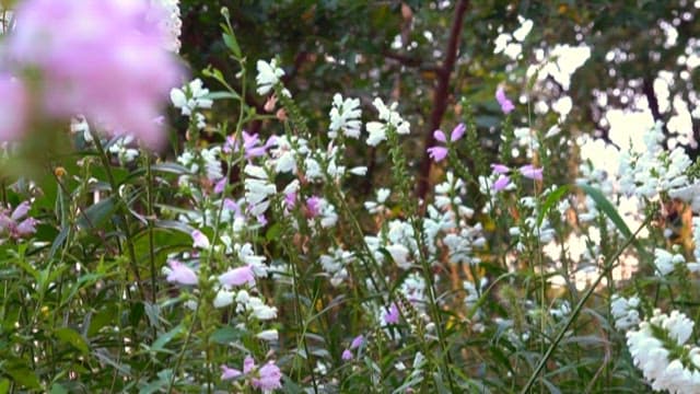 야외에서 꽃을 수분하는 나비와 벌