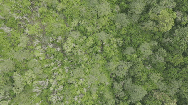 Lush forest viewed from above