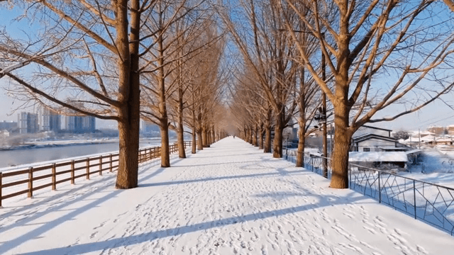 나무가 늘어선 눈 덮인 길