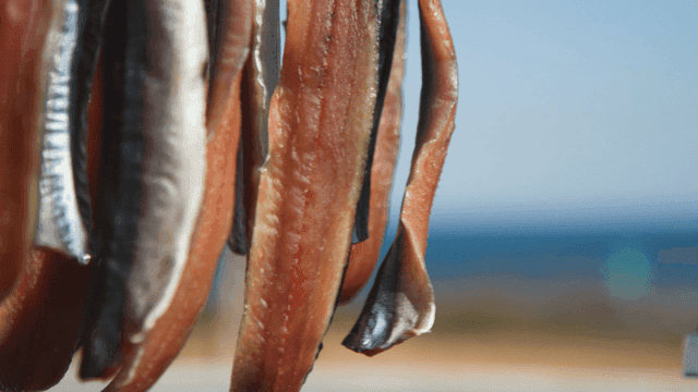 Gwamegi drying on seashore under clear sky