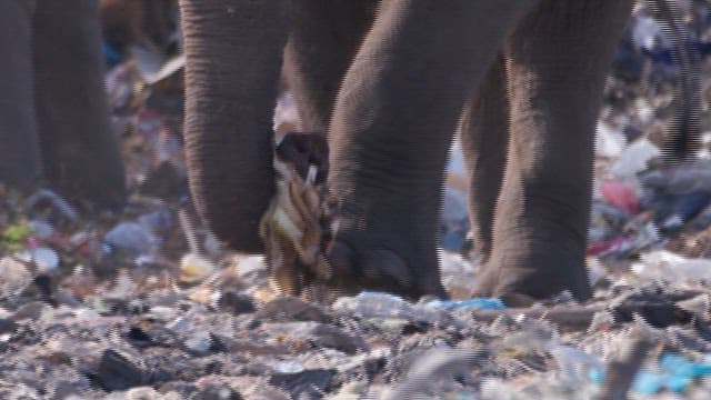 Elephant Walking Through Littered Area