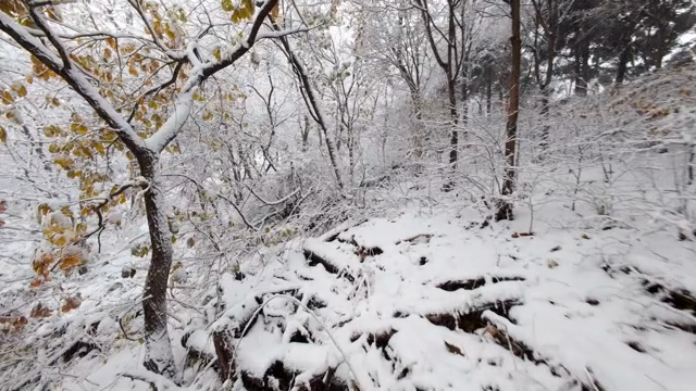 Snow-covered forest with bare trees