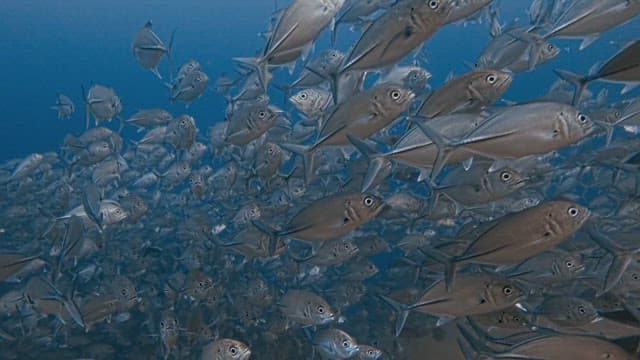 Dense school of fish swimming in the ocean