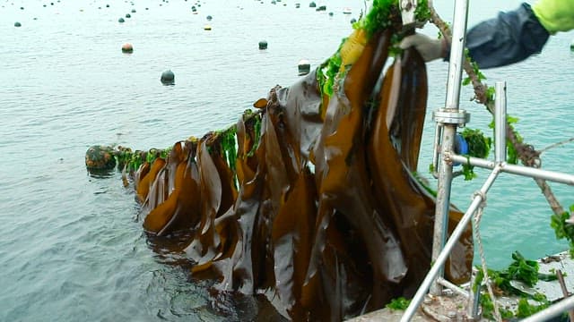 Fresh kelp grown in a farm on the sea