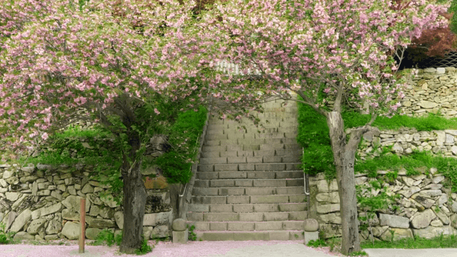 Staircase surrounded by blooming cherry trees
