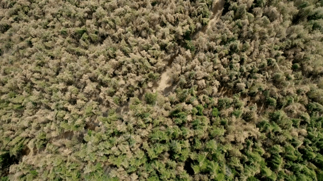 구불구불한 길이 있는 울창한 숲