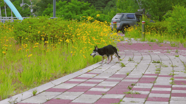 꽃길을 걷는 개