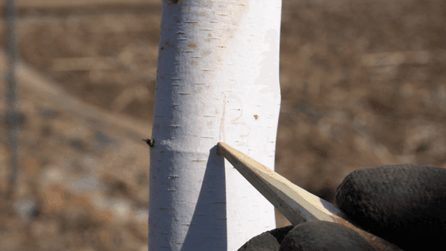 열필 모양의 나무 막대로 나무에 글을 쓰는 손