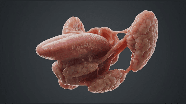 Detailed view of human tongue and glands