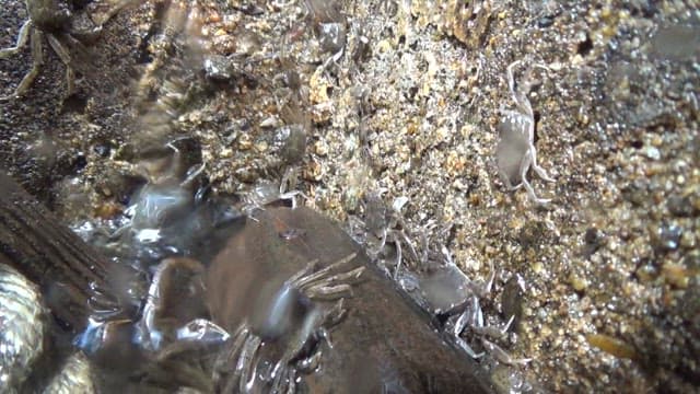 바위의 젖은 표면을 기어 다니는 게들