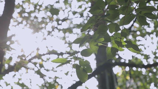 나무의 푸른 잎사귀 사이로 비치는 햇빛