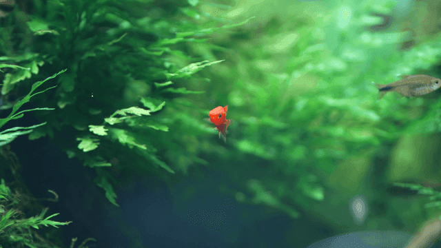 Red fish swimming among green plants