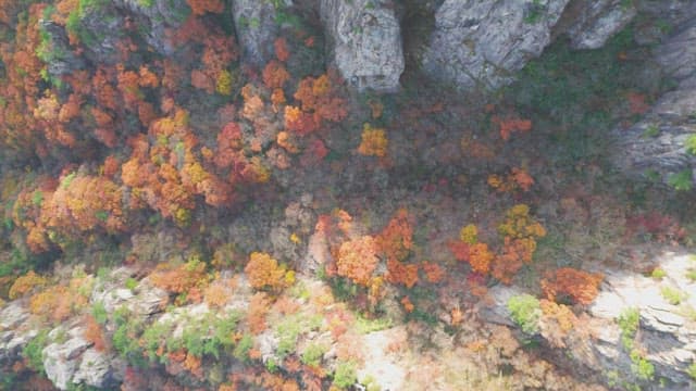 Colorful autumn forest and rocky cliffs