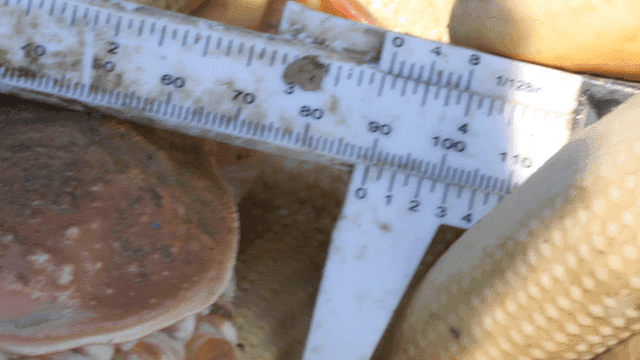 자로 측정되는 게