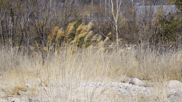 건조한 들판에서 흔들리는 갈대