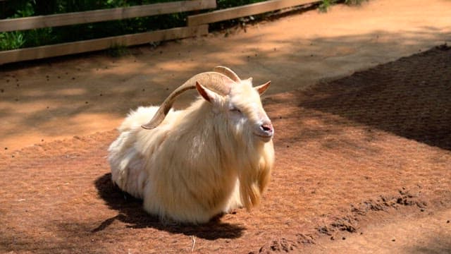 Goat lounges peacefully on a sunny day in an outdoor enclosure