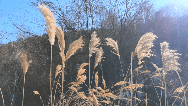 Sunlit reeds swaying in a forest