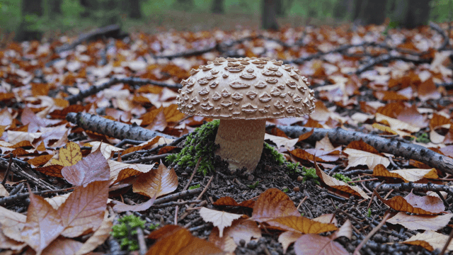 Mushroom surrounded by fallen leaves in a forest