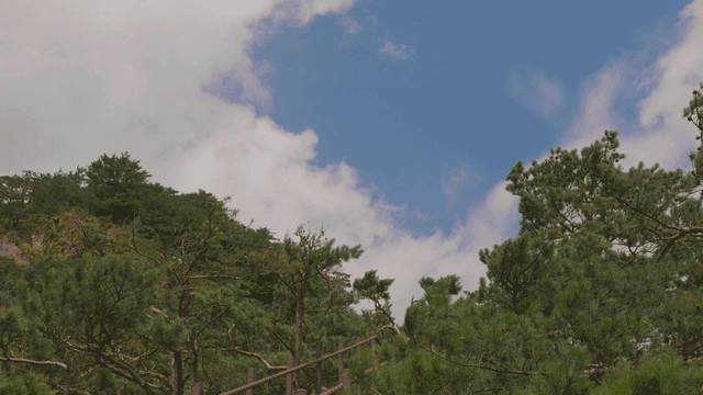 맑은 하늘 아래 울창한 푸른 숲