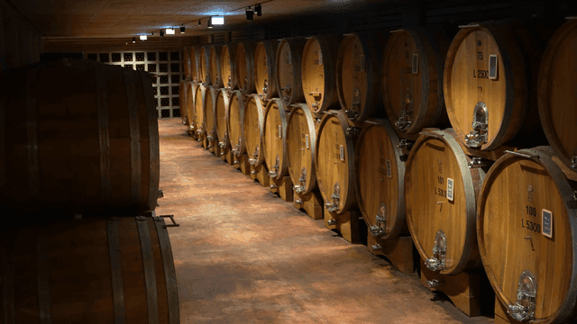 A wine cellar with large wooden barrels