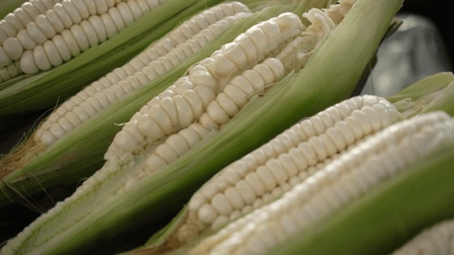 껍질이 있는 신선한 옥수수